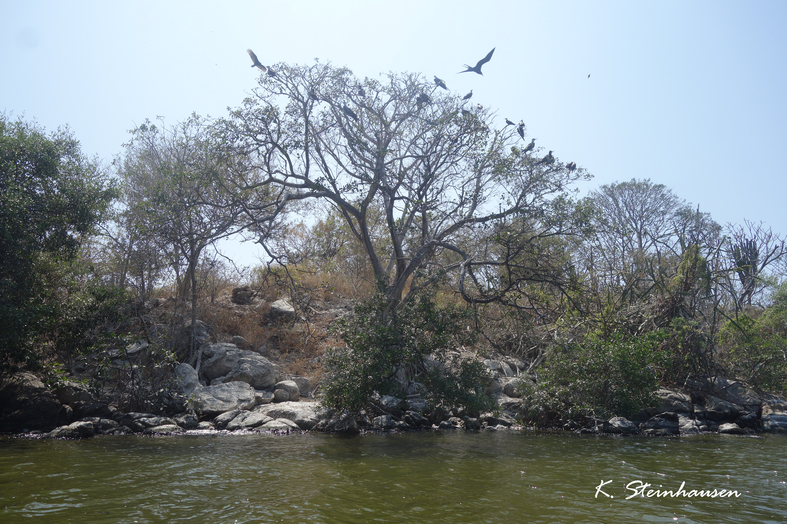 Mehr über den Artikel erfahren Vogelinsel von Chacahua