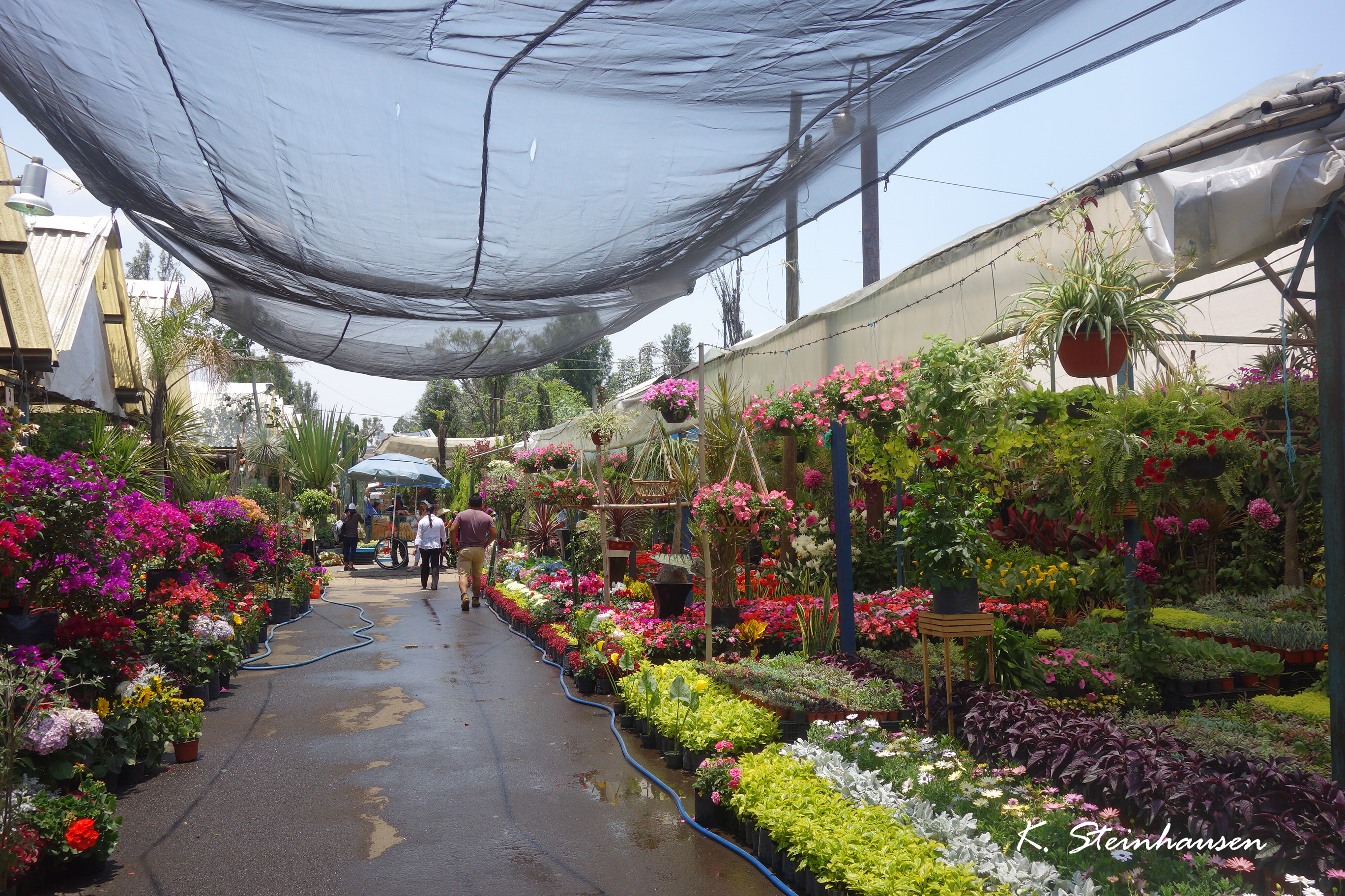 Mehr über den Artikel erfahren Blumenmarkt Mexiko City