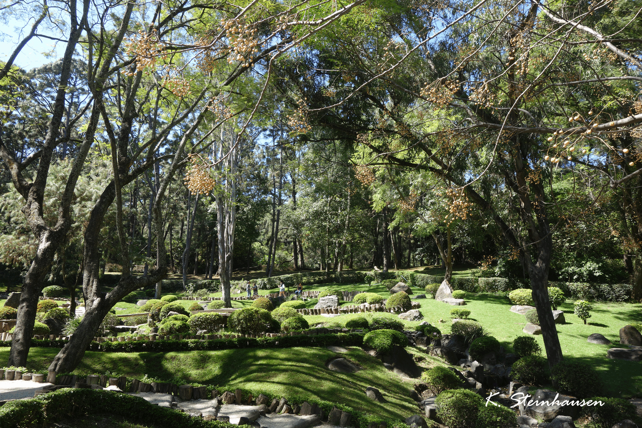 Mehr über den Artikel erfahren Bosque los Colomos