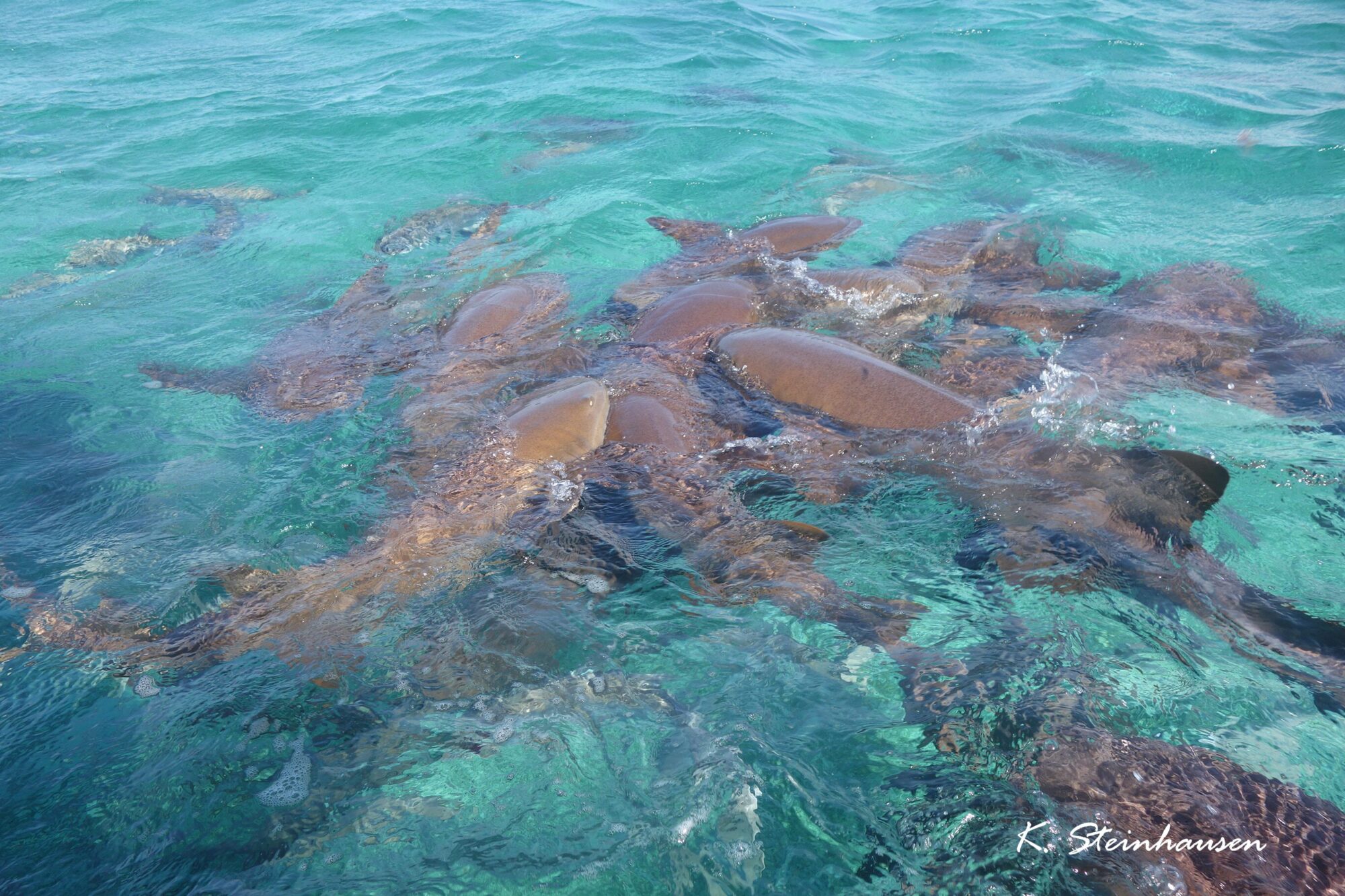 Mehr über den Artikel erfahren Schnorcheltour – Caye Caulker